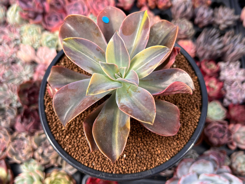 Graptoveria 'Fred Ives' Variegated 4" Succulent Plant