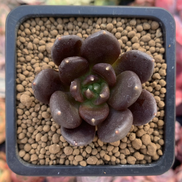 Echevera 'Blackbird' 1" New Hybrid Succulent Plant