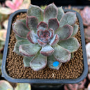 Echeveria 'Purple Stone' 2" Succulent Plant