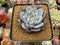 Echeveria 'Black Sabbath' 3" Powdery Succulent Plant