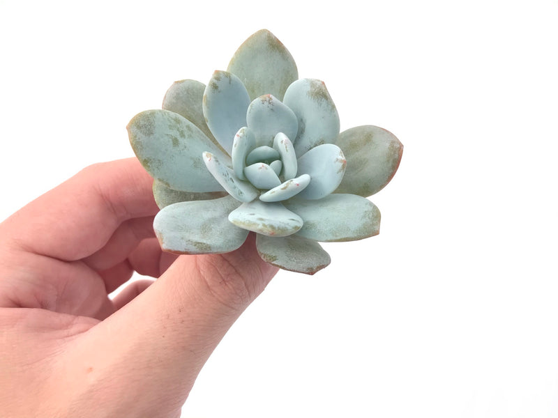 Echeveria 'Laui' 2" Powdery Succulent Plant