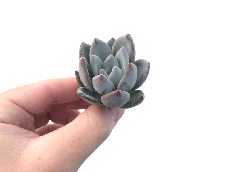 Echeveria 'Ivory' 1"  Powdery Succulent Plant