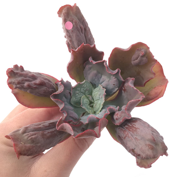 Echeveria 'Linguas' 4" Succulent Plant