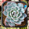 Echeveria 'Red Powder' 2" Powdery Succulent Plant