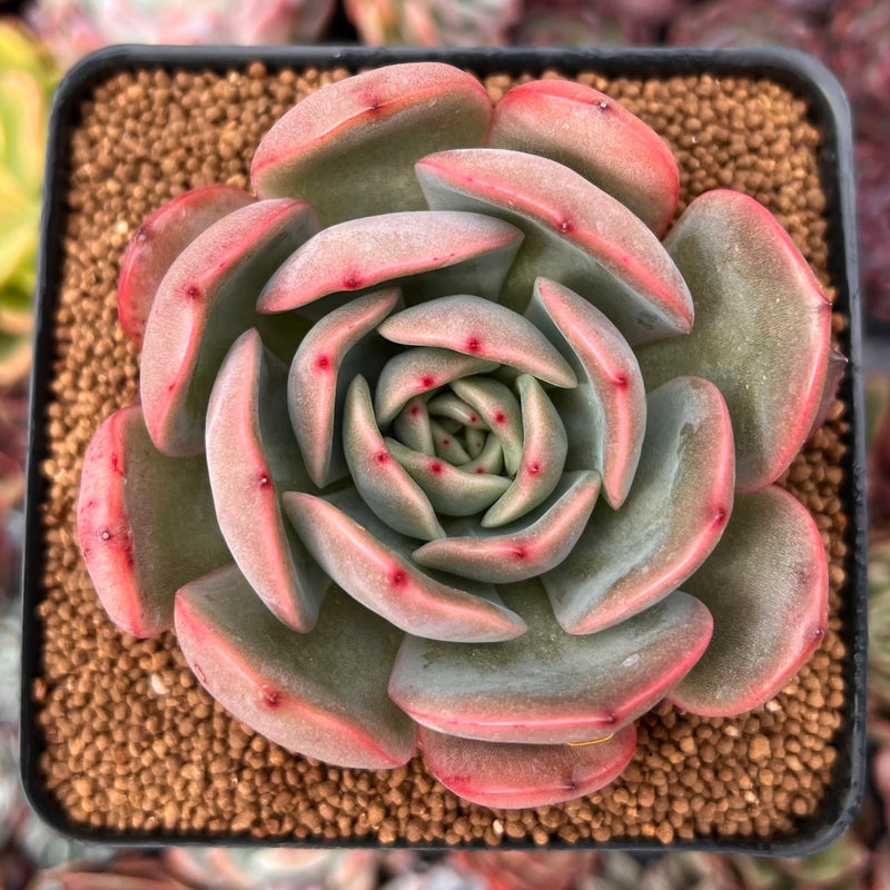 Echeveria 'Glam Pink' 3" Succulent Plant