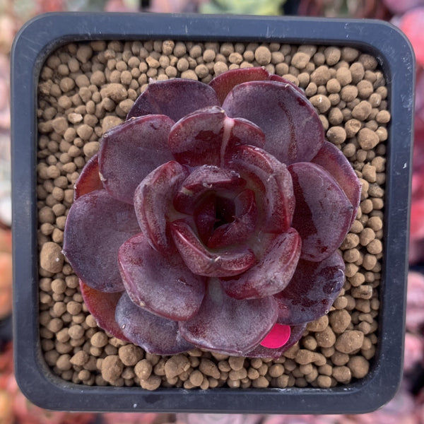 Echeveria 'Black Tan' 1" New Hybrid Succulent Plant