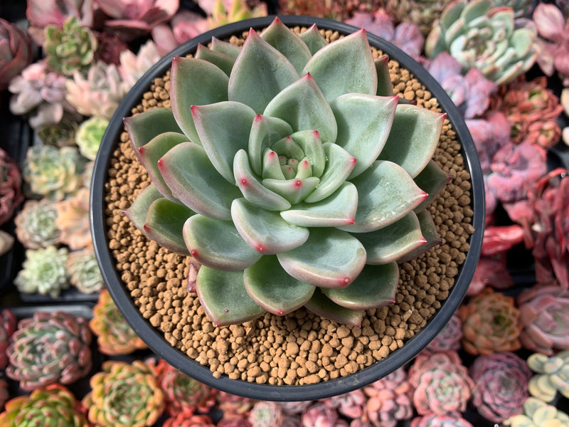 Echeveria Agavoides 'Shallot' 5" Succulent Plant