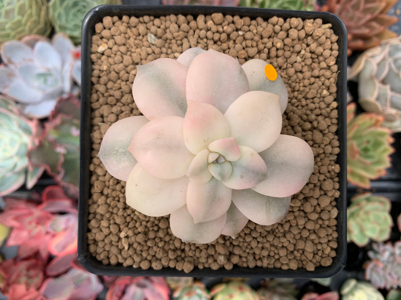 Quetzalcoatlia 'Pentandra Superba' Variegated 3" Succulent Plant (Formerly Graptopetalum 'Pentandrum Superbum' Variegated)