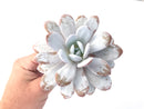 Echeveria 'Laui' 4" Large Powdery Succulent Plant