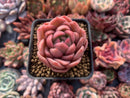 Echeveria Agavoides 'Timmo' 1"-2" Succulent Plant