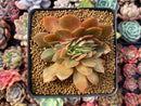 Echeveria 'Jin Cheol Hong' Crested 2"-3" Succulent Plant