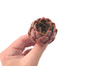 Echeveria 'Nocturnal' New Hybrid 2"-3" Succulent Plant