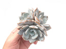 Echeveria 'Diane' Cluster 5" Powdery Succulent Plant