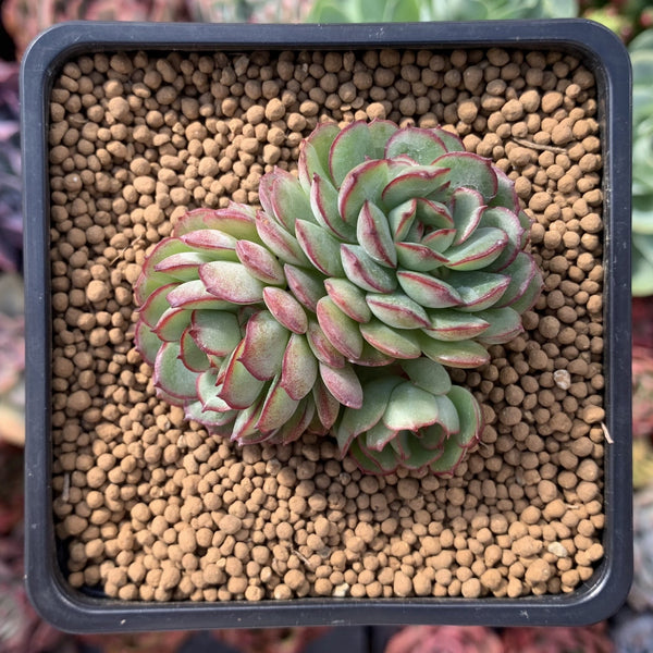 Echeveria 'Karen' Cluster 2" Succulent Plant