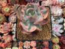 Echeveria 'Beyonce' Variegated 3" Succulent Plant