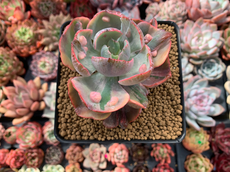 Echeveria 'Beyonce' Variegated 3" Succulent Plant