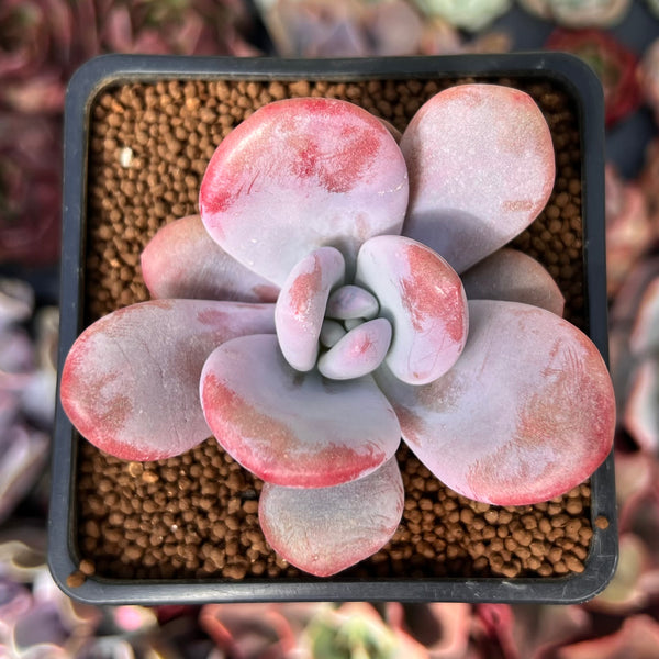 Graptoveria 'Raon' 2" Succulent Plant