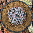 Echeveria 'Trumpet Pinky' 4" Succulent Plant