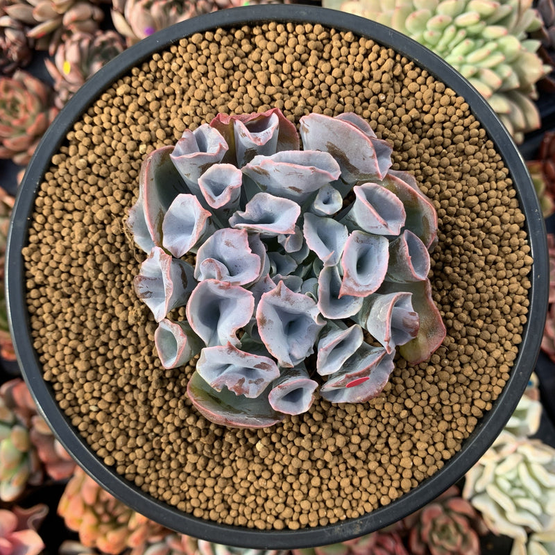 Echeveria 'Trumpet Pinky' 4" Succulent Plant