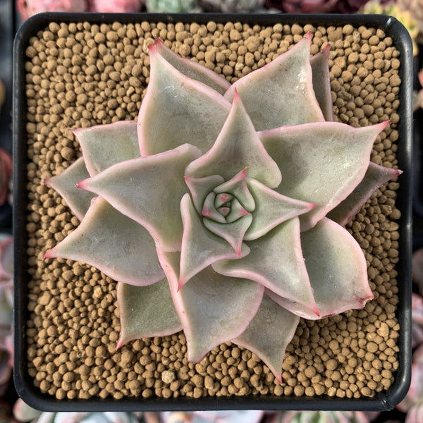 Echeveria 'Madiba' 3" Succulent Plant