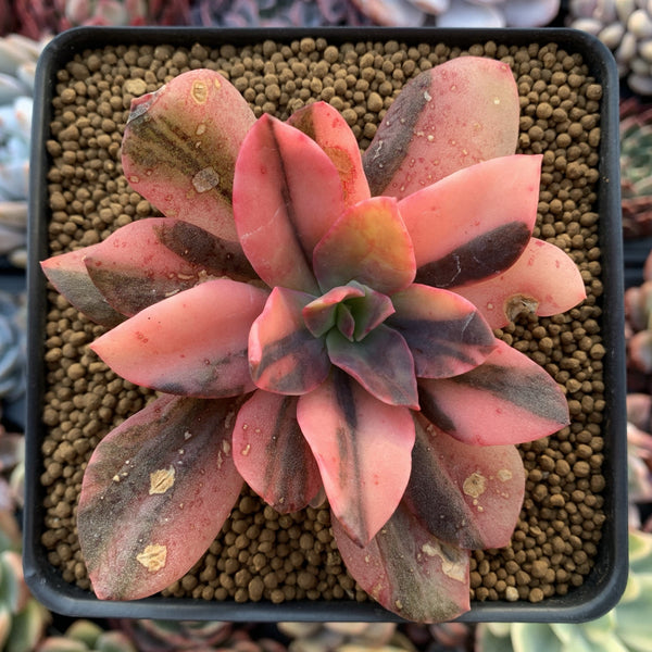 Echeveria 'Hanaikada' Variegated 3" Succulent Plant