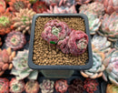 Echeveria 'Segridpeach' 3" Succulent Plant