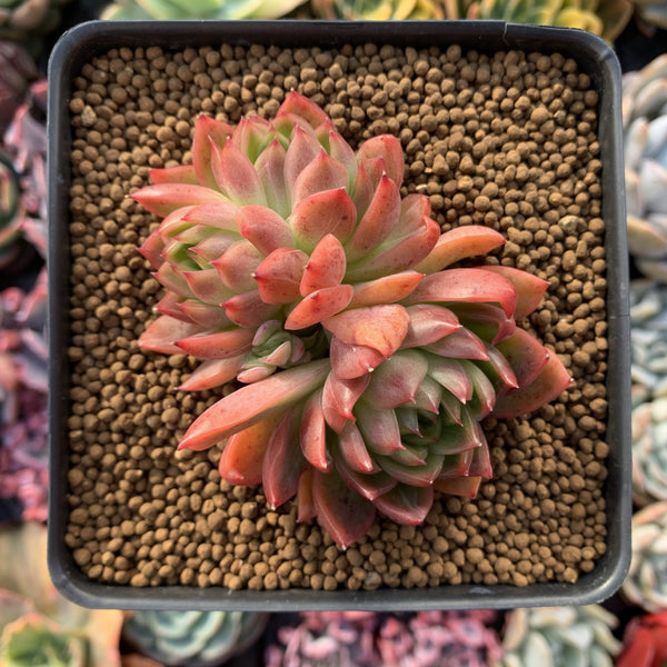 Echeveria Agavoides 'Angela Star' 4" Succulent Plant