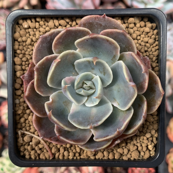 Echeveria 'Color Liner' 2"-3" Succulent Plant