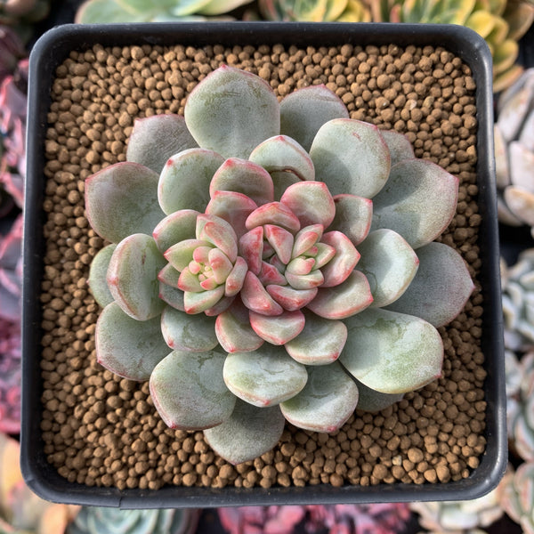 Echeveria 'Abella Rose' 3" Powdery Succulent Plant