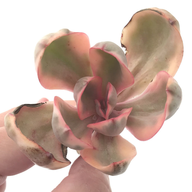 Echeveria 'Golden State' Variegated 2"-3" Succulent Plant