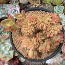 Sedum 'Cuspidatum' Crested 5" Succulent Plant