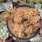 Sedum 'Cuspidatum' Crested 5" Succulent Plant