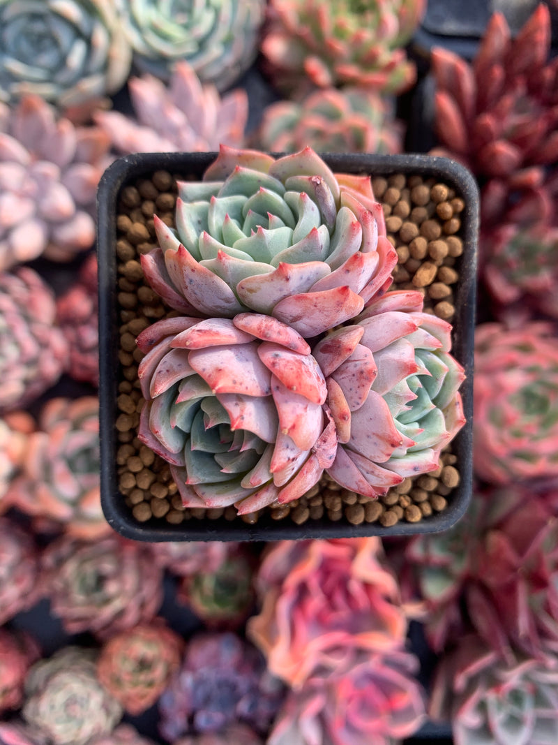 Echeveria 'Violetta' Cluster 2"-3" Succulent Plant