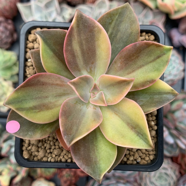 Graptoveria 'Fred Ives' Variegated 3" Succulent Plant