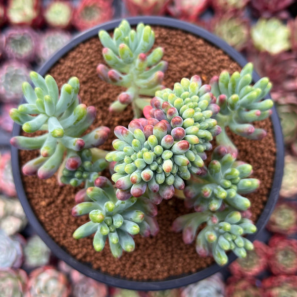 Sedum 'Pachyphyllum' Crested 3" Succulent Plant