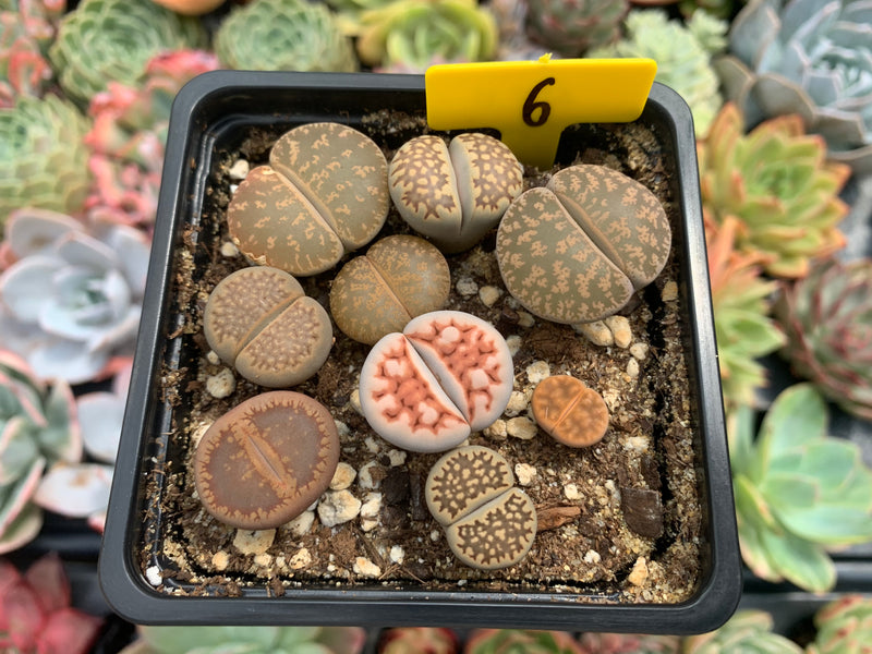 Collection of Lithops 2" (x9 Lithops)