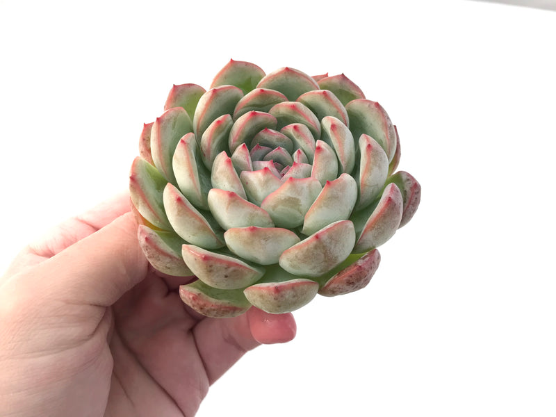 Echeveria 'Yusuke' 4" Succulent Plant