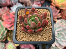 Pachyphytum Compactum 'Pink Glaucum' 2" Succulent Plant