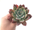 Echeveria 'Colorata Brandtii' 4" Succulent Plant