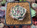 Echeveria 'Momotarou' 1"-2" Succulent Plant