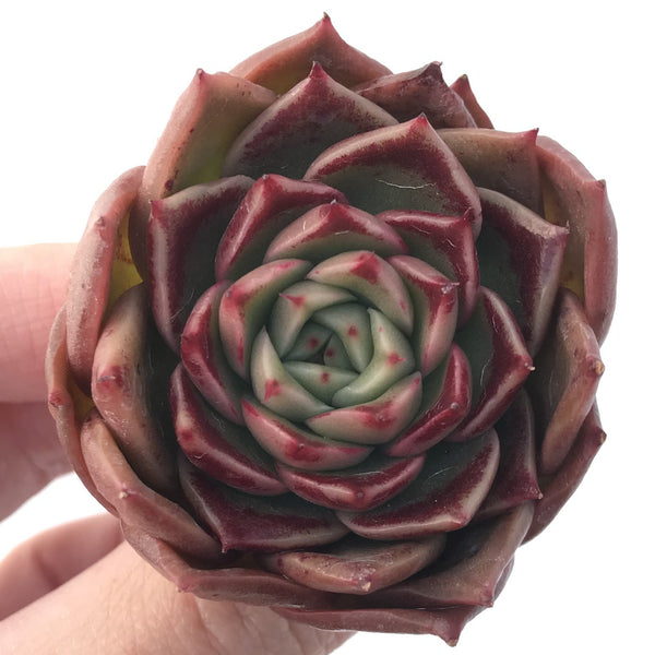 Echeveria sp. 2" Succulent Plant