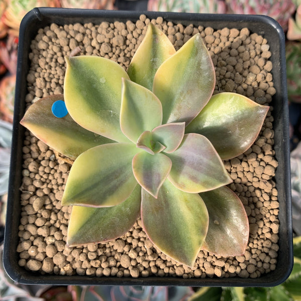 Graptoveria 'Fred Ives' Variegated 3" Succulent Plant