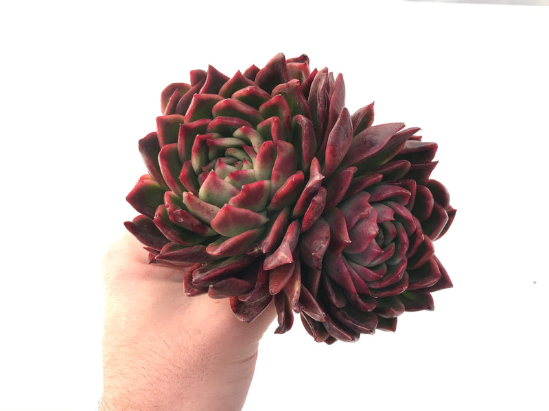 Echeveria Agavoides 'Prolifera' Hybrid Large 8" Succulent Plant