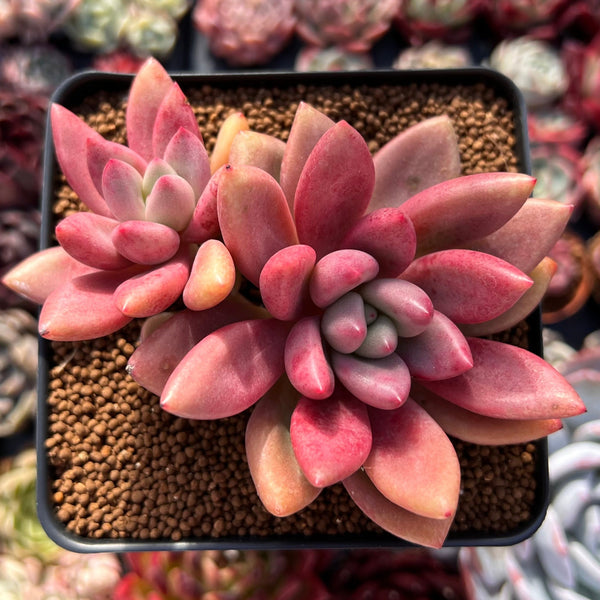 Graptoveria 'Ruby Donna' 3" Succulent Plant