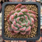 Echeveria Agavoides 'Forte' 2" Succulent Plant