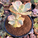 Echeveria sp. Variegated with Crested Head *Not E. Ice Age* 4"-5" Succulent Plant