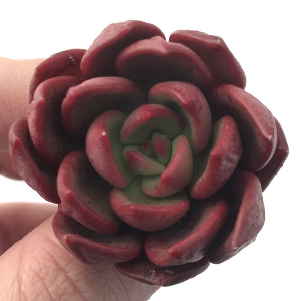 Echeveria Agavoides 'Chapote' New Hybrid 1" Succulent Plant