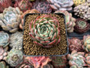 Echeveria 'Morikone' 1" Succulent Plant