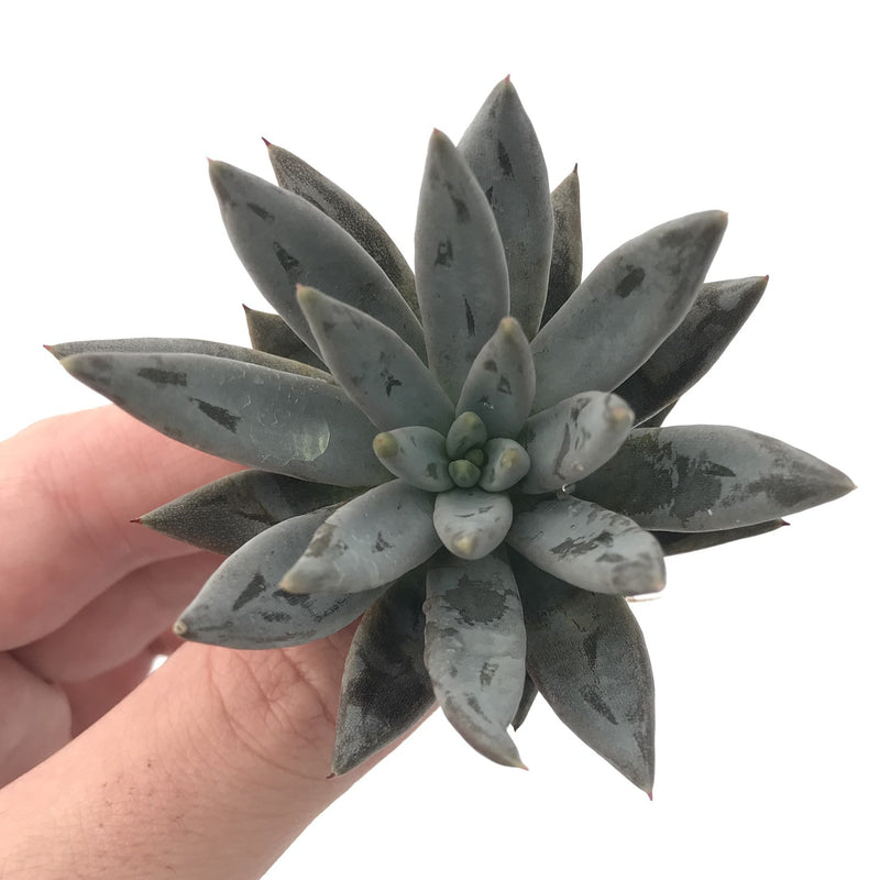 Echeveria 'Unguiculata' 1"-2" Rare Succulent Plant