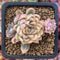 Echeveria 'Mebina' Variegated 2" Succulent Plant